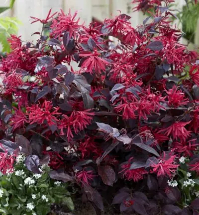 Loropetalum chinense 'Ever Red' - Heksenstruik