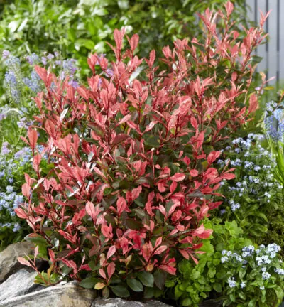 Photinia fraseri 'Little Fenna' - Glansmispel