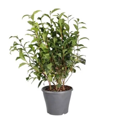 Camellia sinensis - Thee plant