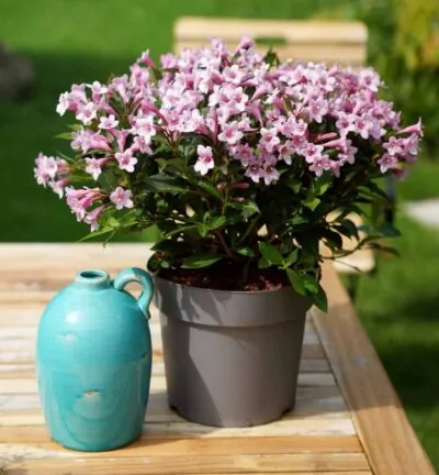 Weigela florida 'Pink Poppet' (Plangen) - Weigelia