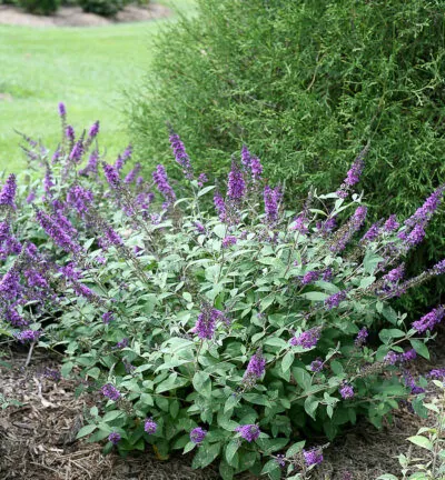 Buddleja 'Blue chip' - Dwergvlinderstruik