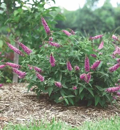 Buddleja 'Pink micro chip' - Dwergvlinderstruik