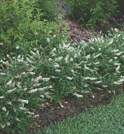 Buddleja 'White chip' - Dwergvlinderstruik