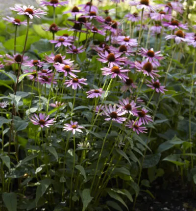 Echinacea purpurea 'Magnus' - Zonnehoed