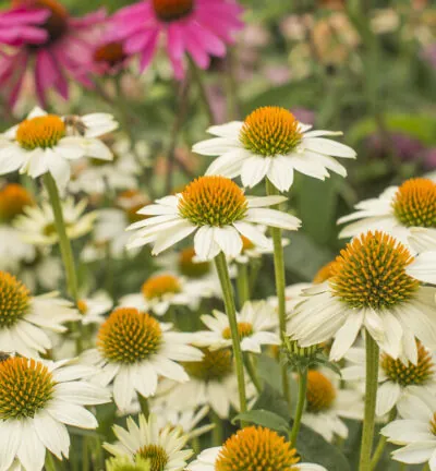 Echinacea purpurea 'Powwow White' - Zonnehoed
