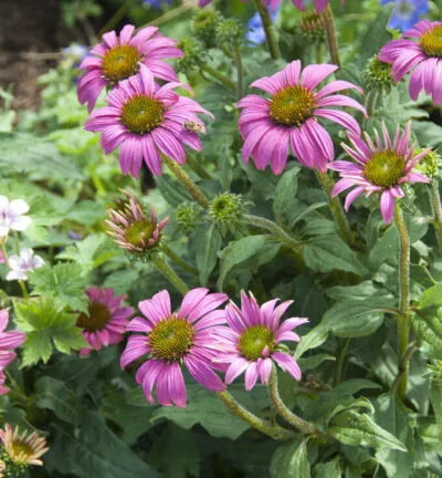 Echinacea purpurea 'Powwow Wild Berry' - Zonnehoed