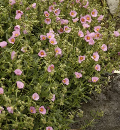 Helianthemum 'Lawrenson's Pink' - Zonneroosje