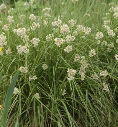 Luzula nivea 'Lucius' - Veldbies