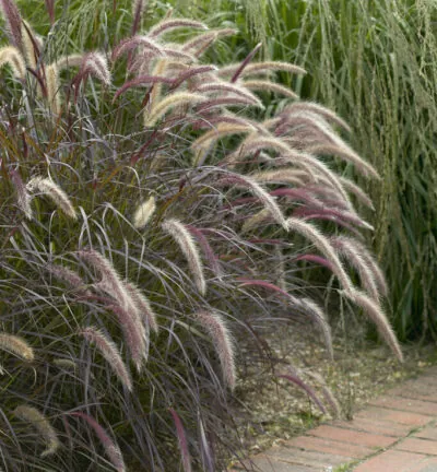 Pennisetum advena 'Rubrum' - Lampenpoetsersgras