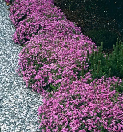 Phlox subulata 'Moerheimii' - Vlambloem