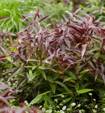 Leucothoe keiskei Burning Love - Traubenheide