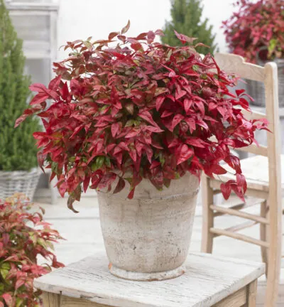 Nandina domestica Blush Pink ('Aka'PBR) - Hemelse bamboe