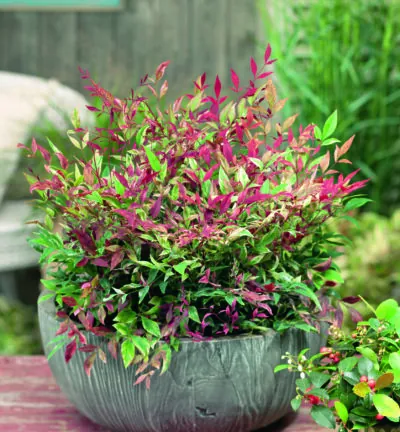 Nandina domestica Red Light - Hemelse bamboe