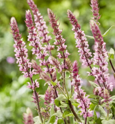 Salvia nemorosa Caradonna 'Pink Inspiration' - Salie