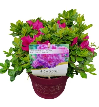 Rhododendron ENCORE® 'Autumn Prince' - Azalea