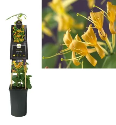 Lonicera 'Mandarin' - Geißblatt