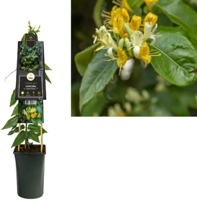 Lonicera henryi 'Kupferne Schönheit' - Geißblatt
