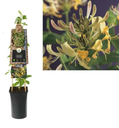Lonicera periclymenum - Wildes Geißblatt