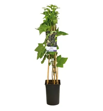 Ribes Nigrum 'Titania' - Zwarte bes