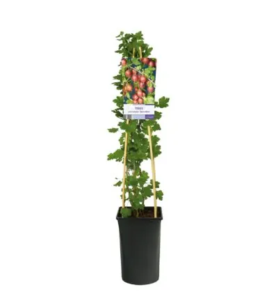 Ribes uva-crispa 'Spinefree' - Kruisbes