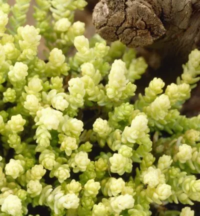 Sedum acre 'Elegans' - Muurpeper