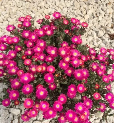 Delosperma Jewel of Desert Amethyst® - IJsbloem