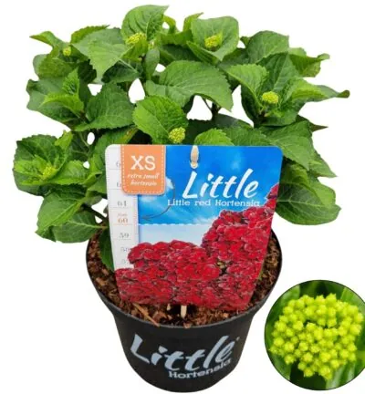 Hydrangea macrophylla 'Little Red' - Hortensia