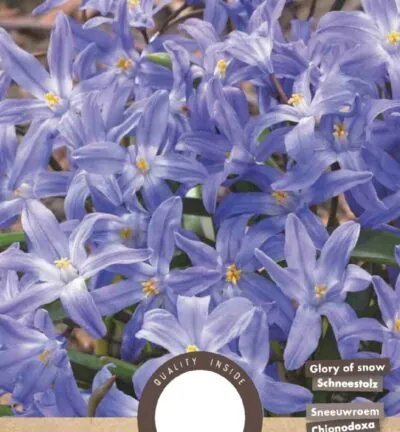Chionodoxa luciliae - set van 30 bloembollen