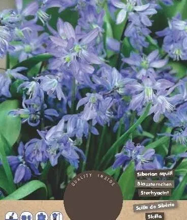 Scilla Siberica (Boshyacinth) - set van 15 bloembollen