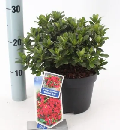 Rhododendron 'Geisha Red' - Japanse Azalea
