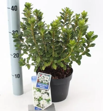 Rhododendron 'Hisako' - Japanse Azalea