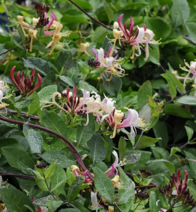 ORGANIC Lonicera periclymenum - Wildes Geißblatt
