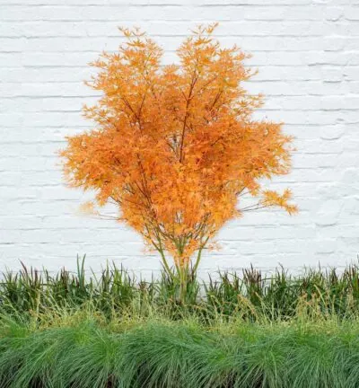 Acer palm. 'Wilson's Pink Dwarf' - Japanse Esdoorn
