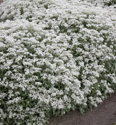Anaphalis triplinervis - Siberische Edelweiss