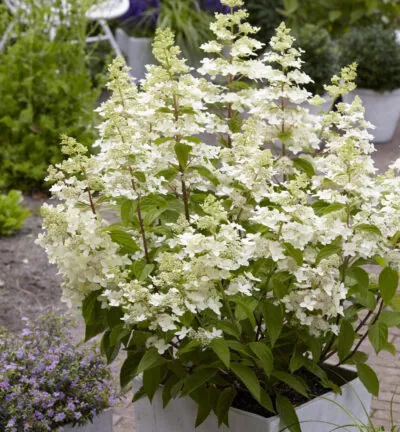 Hydrangea paniculata 'Confetti' - Hortensia