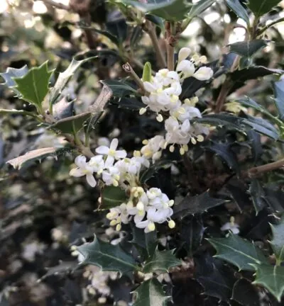 Osmanthus heterophyllus 'Perfume Party' - Schijnhulst