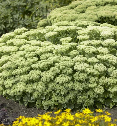 Sedum spectabile 'Stardust' - Hemelsleutel