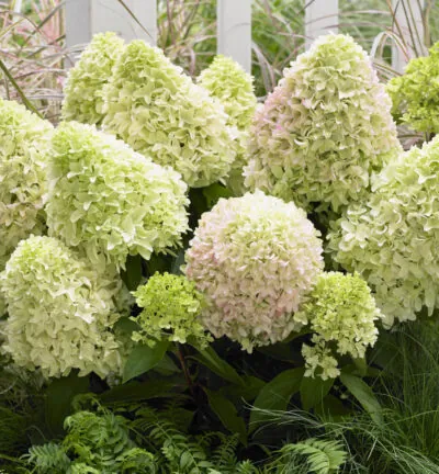 Hydrangea paniculata 'Little Fresco' - Hortensia