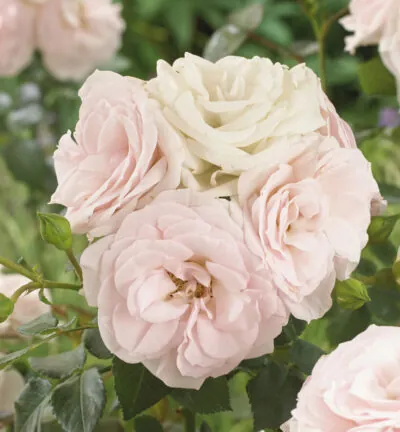 Rosa (H) 'Aspirin Rose' - Trosroos