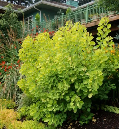 Cotinus coggygria 'Golden Spirit' - Pruikenboom
