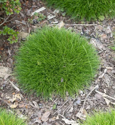 Festuca Gautieri 'Pic Carlit' - Zwenkgras