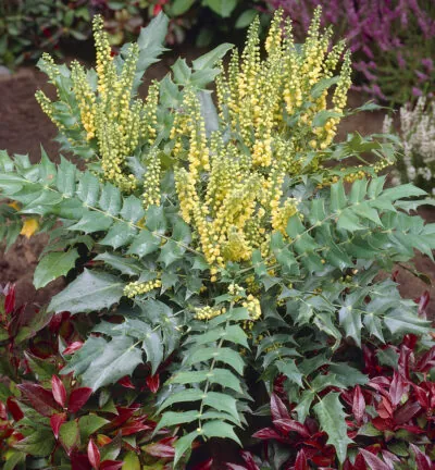 Mahonia media 'Charity’ - Chinese Mahoniestruik