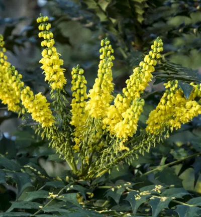 Mahonia media 'Winter Sun’ - Chinese Mahoniestruik