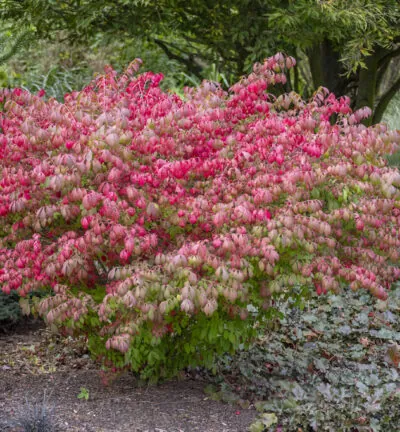 Euonymus alatus 'Compactus' - Kardinaalsmuts