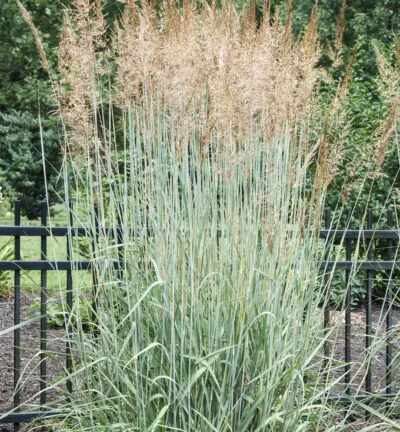 Panicum virgatum 'Prairy Sky´ - Vingergras