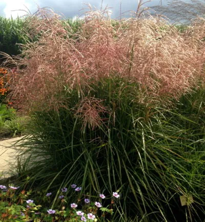 Miscanthus sinensis 'Pink Cloud´ - Prachtriet