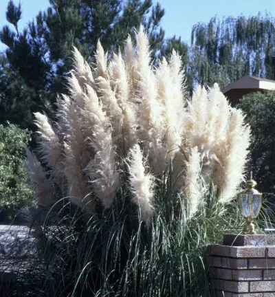 Cortaderia Selloana ´Sunningdale Silver´ - Pampasgras
