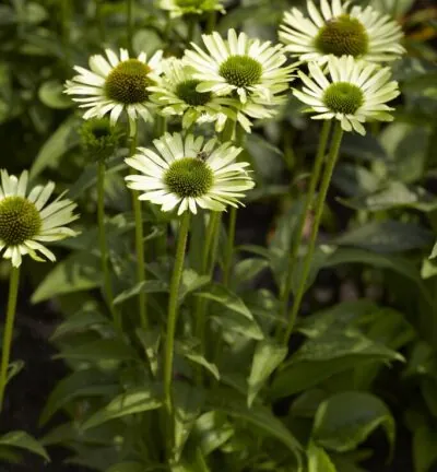 Echinacea Purpurea 'Green Jewel' - Zonnehoed