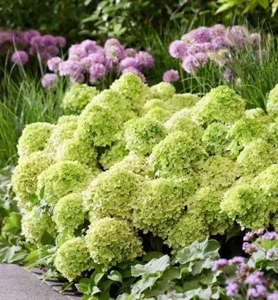 Hydrangea paniculata 'Living Little Apple' - Pluimhortensia