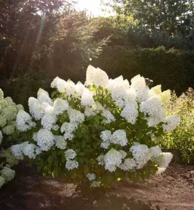 Hydrangea paniculata 'Living Sugar Rush' - Pluimhortensia